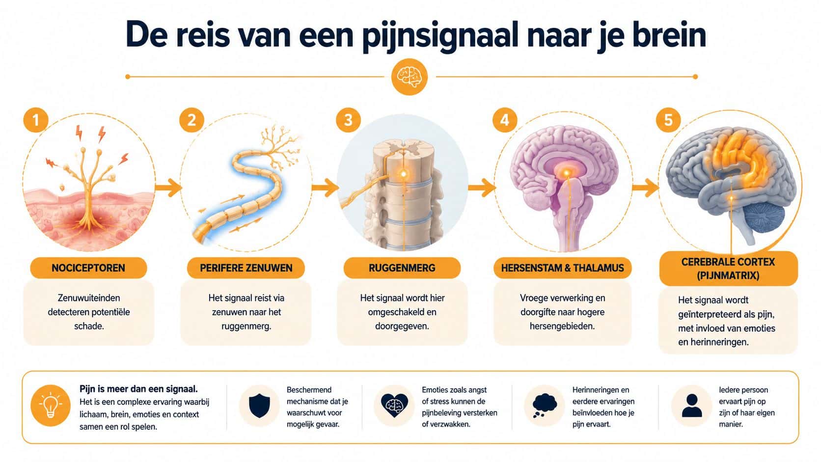 Een infografiek die de stapsgewijze reis van een pijnsignaal van het lichaam naar de hersenen illustreert.