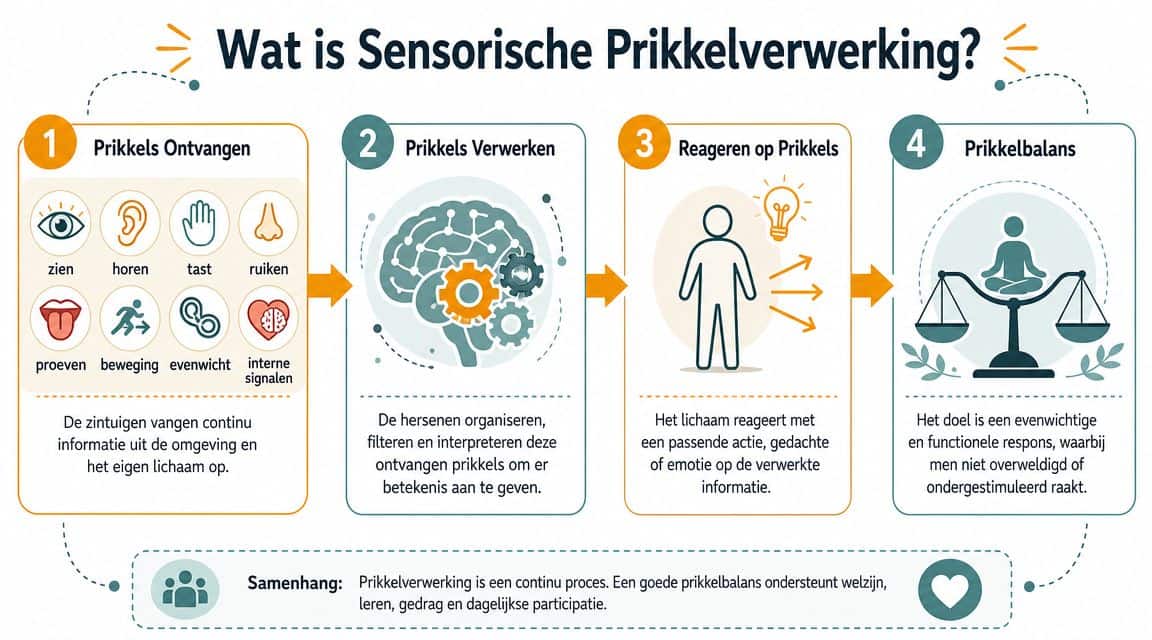 Infographic over sensorische prikkelverwerking die de vier fasen van zintuiglijke informatieverwerking in het menselijk lichaam weergeeft.