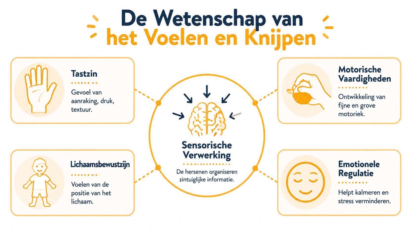 Een informatieve infographic over de wetenschap achter sensorische verwerking door middel van voelen en knijpen.